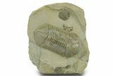 Beautiful Struveaspis Trilobite Fossil - Jorf, Morocco #382685-2